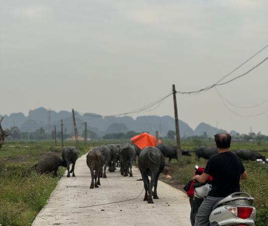 Vietnam Tam coc, buffalo blocking the road with mountains in the background