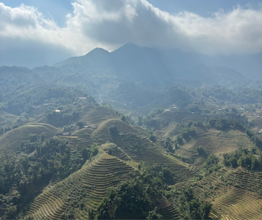 Rice terraces from above