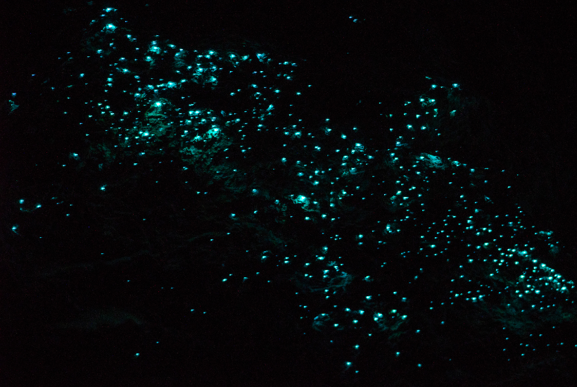 Glowworm cave Te Anu, glow worms glowing blue in a dark cave