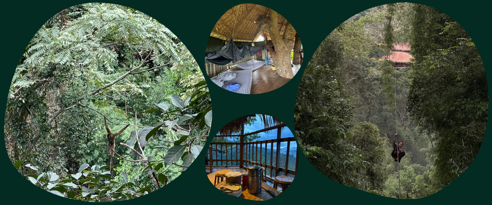 Gibbon experience Laos, combination of pictures of the guide ziplining, gibbon and the treehouse